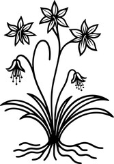 Haemodoraceae Plant icon 17