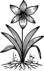 Haemodoraceae Plant icon 5