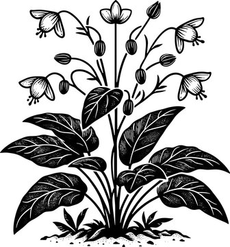 Haemodoraceae Plant icon 11