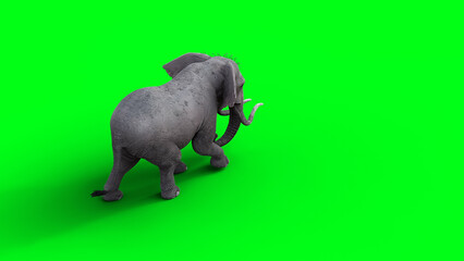 Obraz premium African elephant idle. 3d rendering.