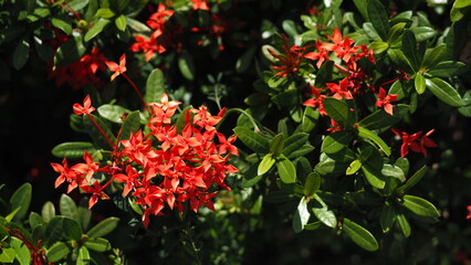 Fototapeta premium Orange red Ixora stricta flowers on the left, with dark background of green leaves and other flowers