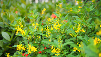 Full screen wallpaper of yellow Mexico star flowers with bokeh green leaves background
