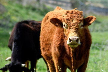 Closeup of a cow in the meadow