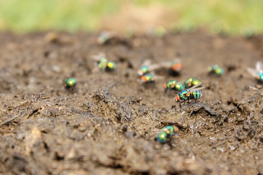 Colourful flies on a fresh cow pat