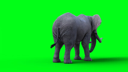 Fototapeta premium African elephant idle. 3d rendering.