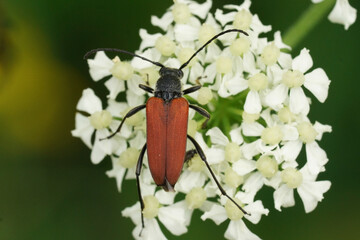 Natural closeup on the brilliant red Anastrangalia reyi, longhorn beetle on a white flower in the...