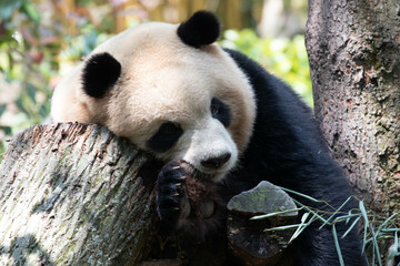 Close up giant Panda in Chengdu Panda Base, China