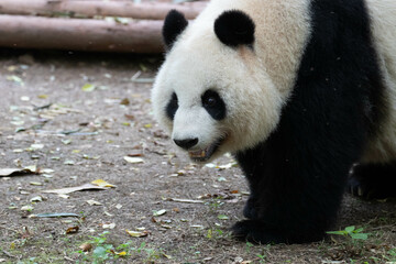 Obraz premium Close up giant Panda in Chengdu Panda Base, China