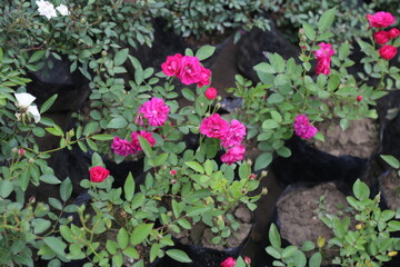 colorful flower in a garden