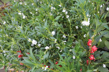 winter flower in a garden