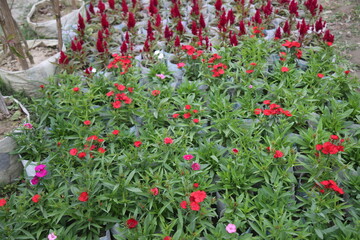 winter flower in a garden