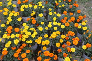 winter flower in a garden