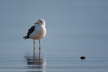 Gaviota