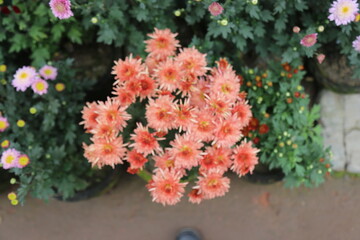winter flower in a garden