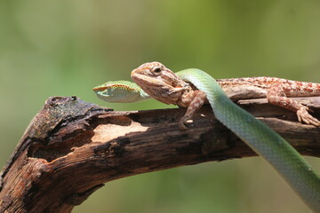 snake, viper, viper snake, tropidolaemus subannulatus, lizard, bearded dragon, A tropidolaemus...
