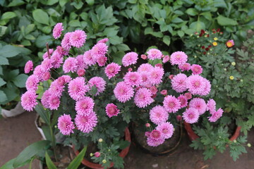 colorful winter flower in a garden