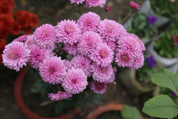 colorful winter flower in a garden
