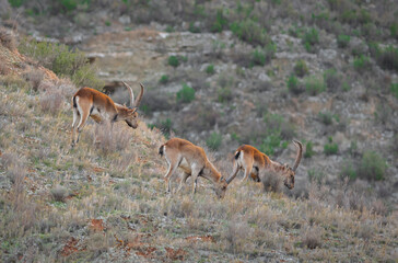 impala in the wild