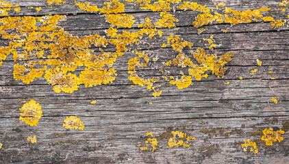 Yellow lichen, moss on old wooden board as texture or background © Savvapanf Photo ©
