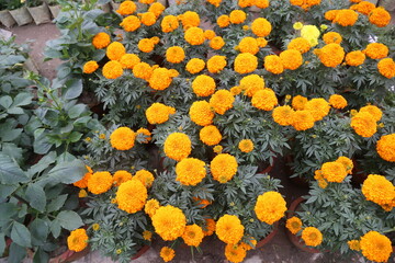 colorful winter flower in a garden
