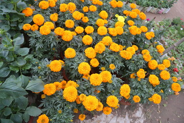 colorful winter flower in a garden