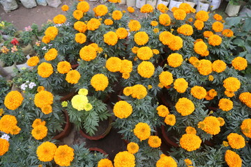 colorful winter flower in a garden