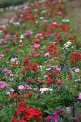 winter flower in a garden