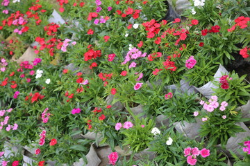 winter flower in a garden