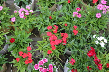 winter flower in a garden