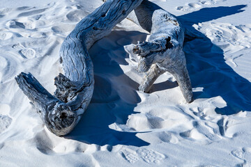 Trunks of dried dead trees on white gypsum sand in White sands National Monument, New Mexico, USA