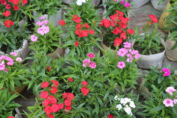Naklejka premium winter flower in a garden