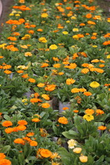 winter flower in a garden