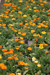 winter flower in a garden