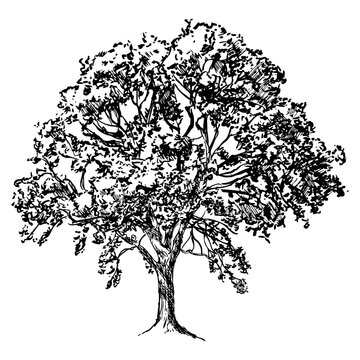tree, black and white vector illustration of broad-leaved deciduous tree isolated on white