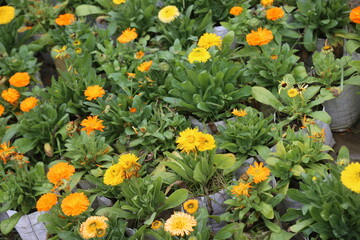 winter flower in a garden