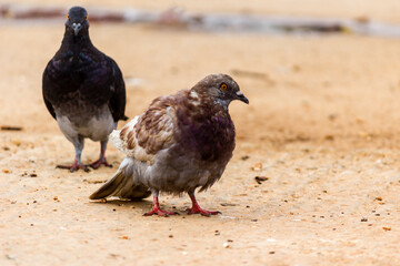 wild pigeon on the ground 
