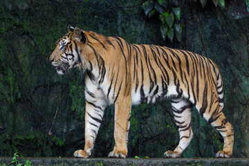 Close up Indochinese tiger is beautiful animal and dangerous in forest