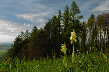 Pale orchid (Orchis pallens)  from Czech nature