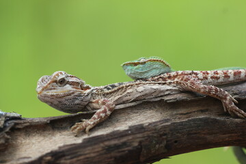 snake, viper, viper snake, tropidolaemus subannulatus, lizard, bearded dragon, A tropidolaemus subannulatus viper snake and a bearded dragon on a log