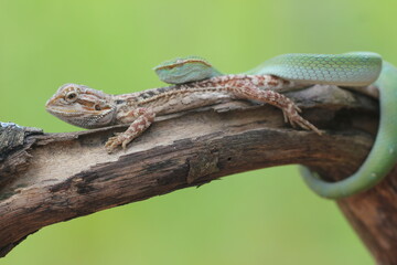 Fototapeta premium snake, viper, viper snake, tropidolaemus subannulatus, lizard, bearded dragon, A tropidolaemus subannulatus viper snake and a bearded dragon on a log