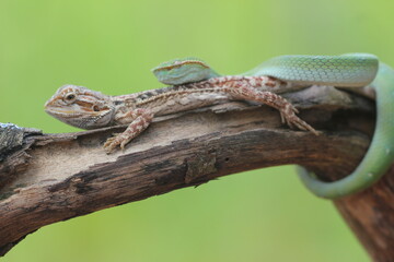 snake, viper, viper snake, tropidolaemus subannulatus, lizard, bearded dragon, A tropidolaemus subannulatus viper snake and a bearded dragon on a log