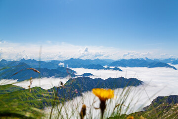 Nebelhorn - Allgäu - Berge - Obheiter - Blume - Panorama