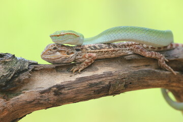 snake, viper, viper snake, tropidolaemus subannulatus, lizard, bearded dragon, A tropidolaemus subannulatus viper snake and a bearded dragon on a log