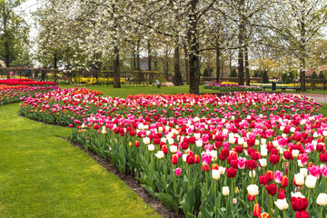 Flowers and tulip garden Keukenhof. Colorful blooming tulip fields and flower avenues, Netherlands, South Holland, Lisse.