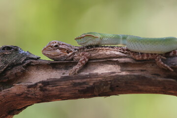 snake, viper, viper snake, tropidolaemus subannulatus, lizard, bearded dragon, A tropidolaemus subannulatus viper snake and a bearded dragon on a log