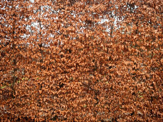 A tall warm coloured beech hedge in the wintertime showing rich, warm tones