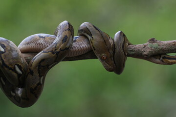 Naklejka na ściany i meble snake, python, a python wrapped around a log