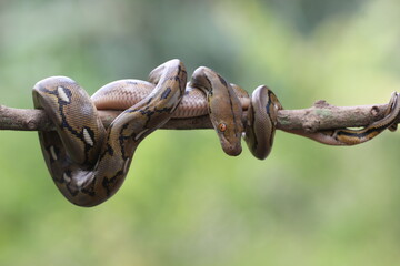 snake, python, a python wrapped around a log