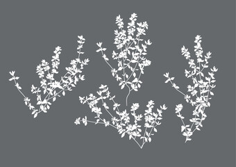 Thyme, linear graphic drawing. Vector illustration