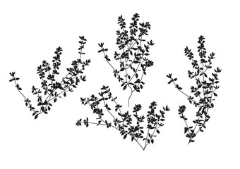 Thyme, linear graphic drawing. Vector illustration	